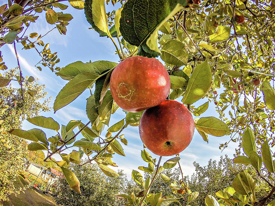 Apple Orchard Farm #1 Photograph by Alex Grichenko