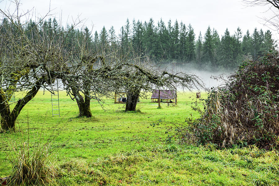 Apple Orchard Fog in Skagit County #2 Photograph by Tom Cochran