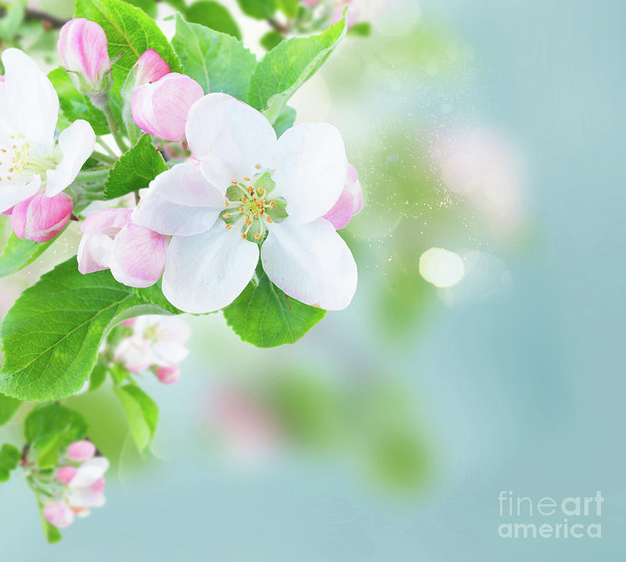 Apple Tree Blossom #2 Photograph by Anastasy Yarmolovich