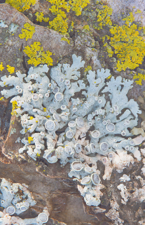 Apple Tree Lichens #1 Photograph by Jim Zablotny