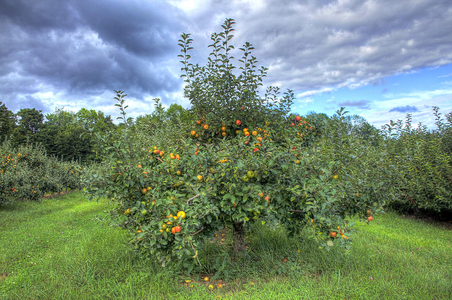 Apples Photograph