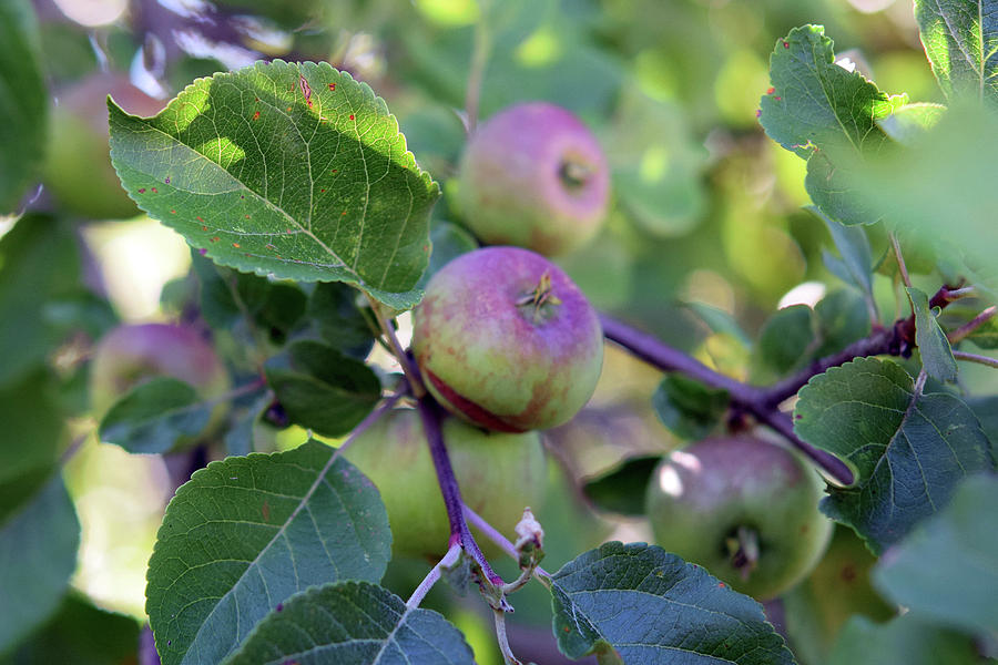 Apples #2 Photograph by Linda L Brobeck