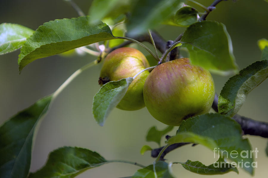 Apple Photograph - Apples On A Branch #1 by Dan Radi