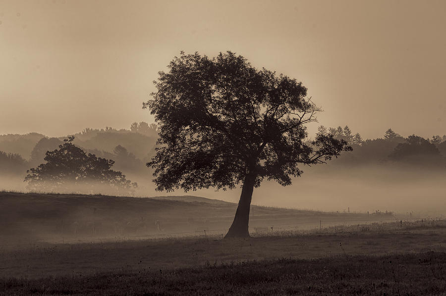 Appleton Tree #1 Photograph by Stoney Stone