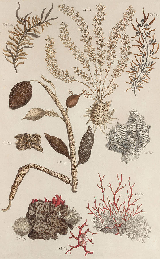 Aquatic Animals - Seafood - Algae - Seaplants - Coral Drawing
