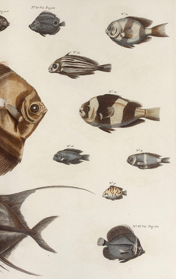 Aquatic Animals - Seafood - Scale - Fish - Fin Drawing