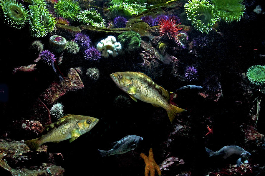 Aquatic Life #1 Photograph by Peggy Collins