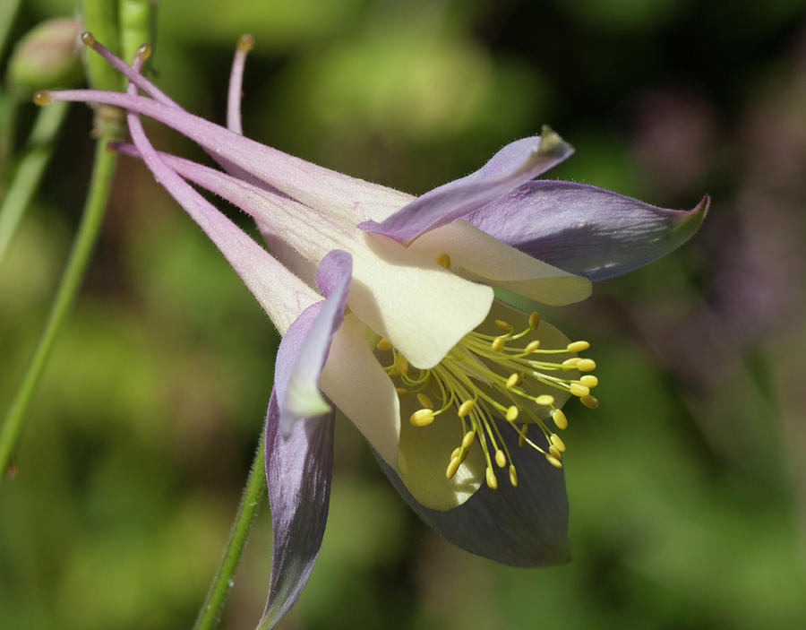 Aquilegia Photograph by Richard Thomas - Fine Art America