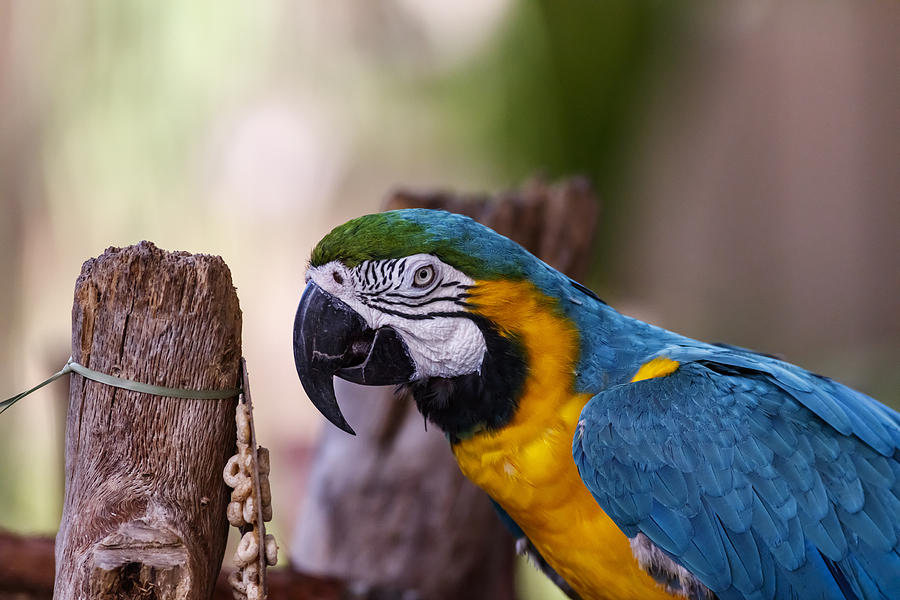 Ara Parrot #1 Photograph by Peter Lakomy