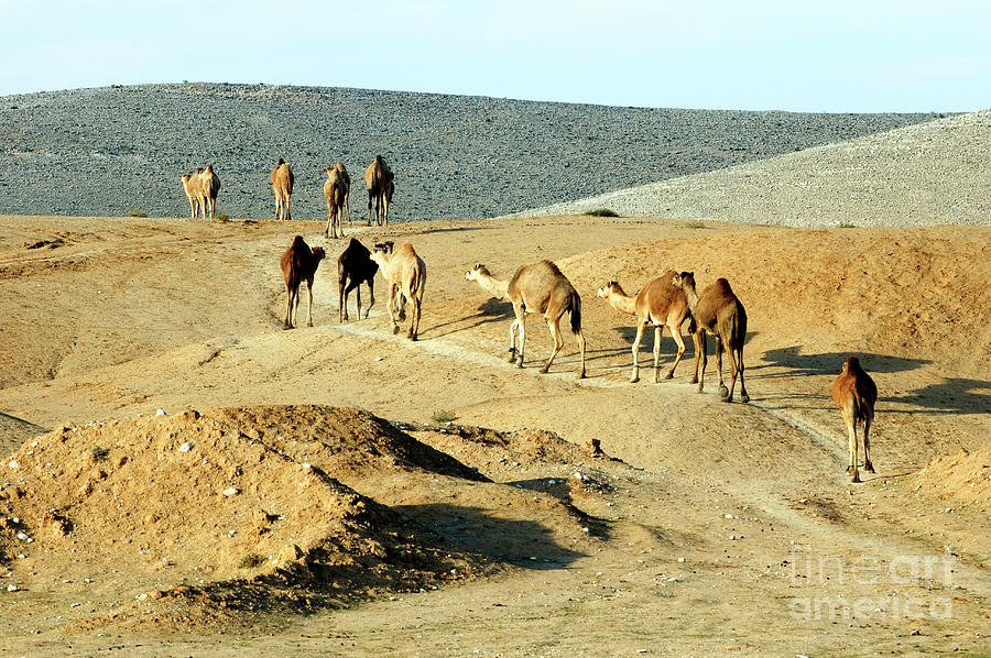 Arabian camel Camelus dromedarius #1 Photograph by Ps-i