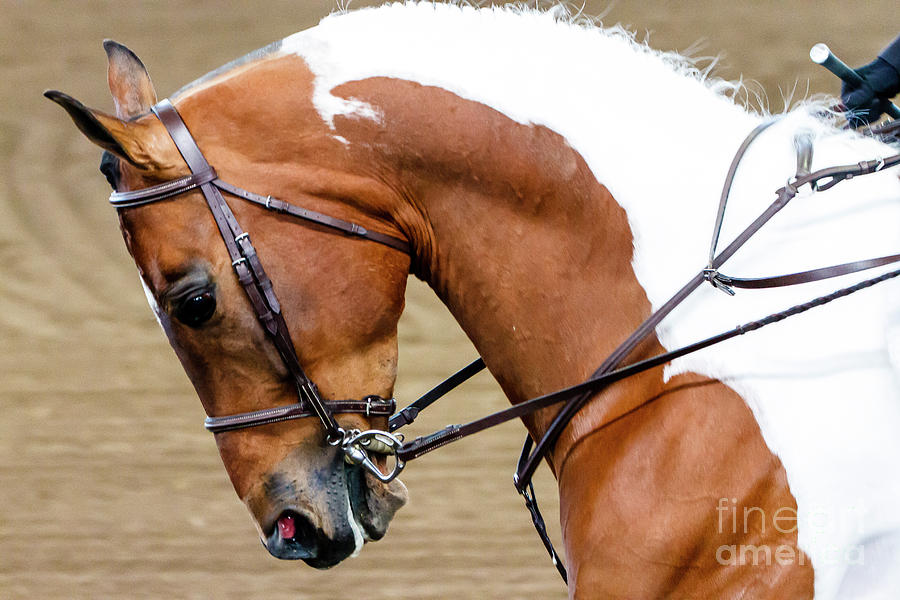Arabian Horse Show #1 Photograph by Ben Graham