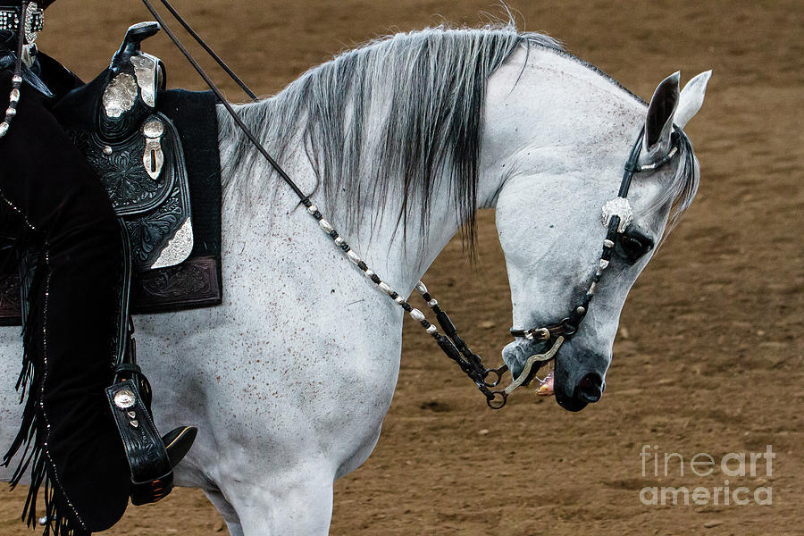 Arabian Show Horse 2 #1 Photograph by Ben Graham