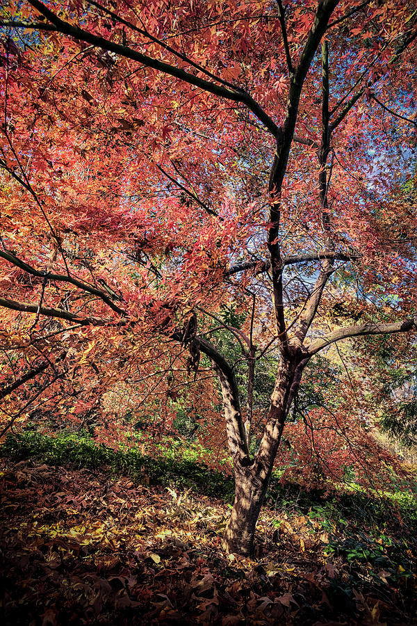 Arboretum Colors #1 Photograph by Robert Fawcett