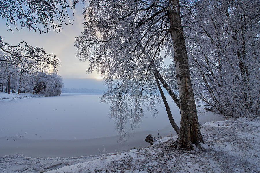 Arboretum winter #1 Photograph by Jouko Lehto