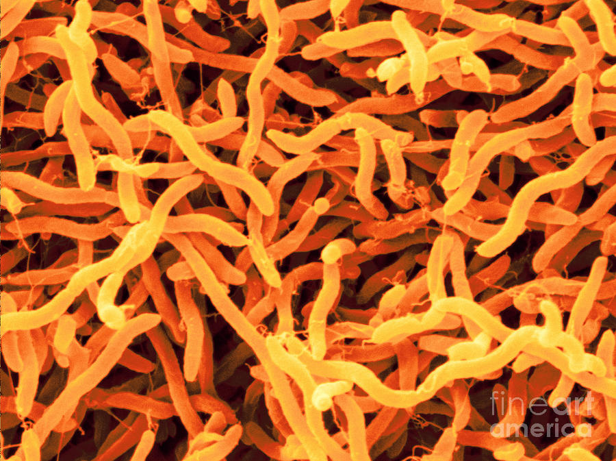 Arcobacter Lanthierii, Sem #1 Photograph by Scimat