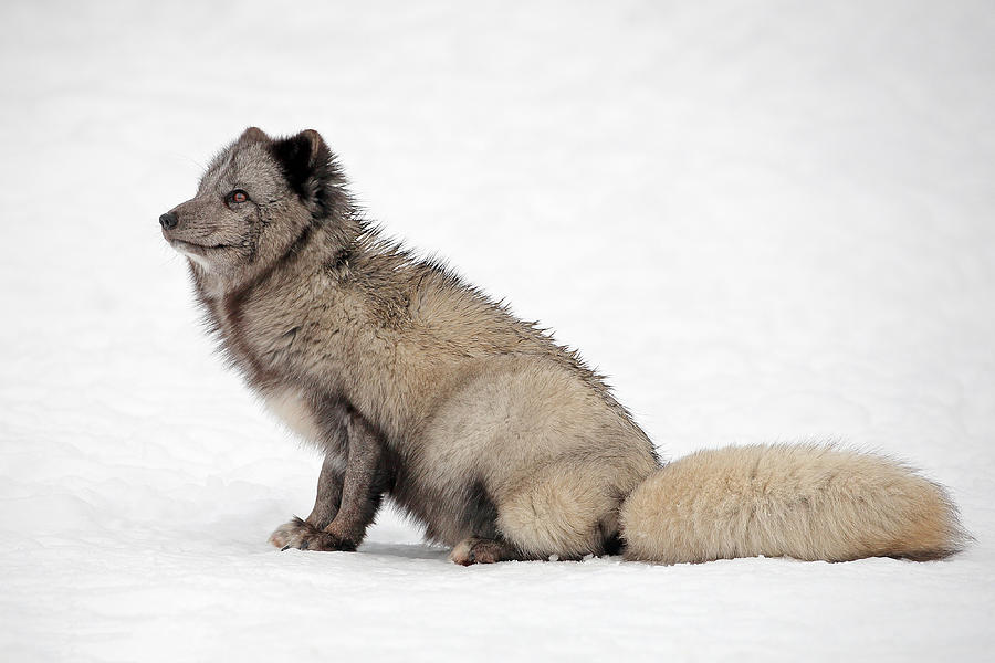 Arctic Fox #1 Photograph by Grant Glendinning