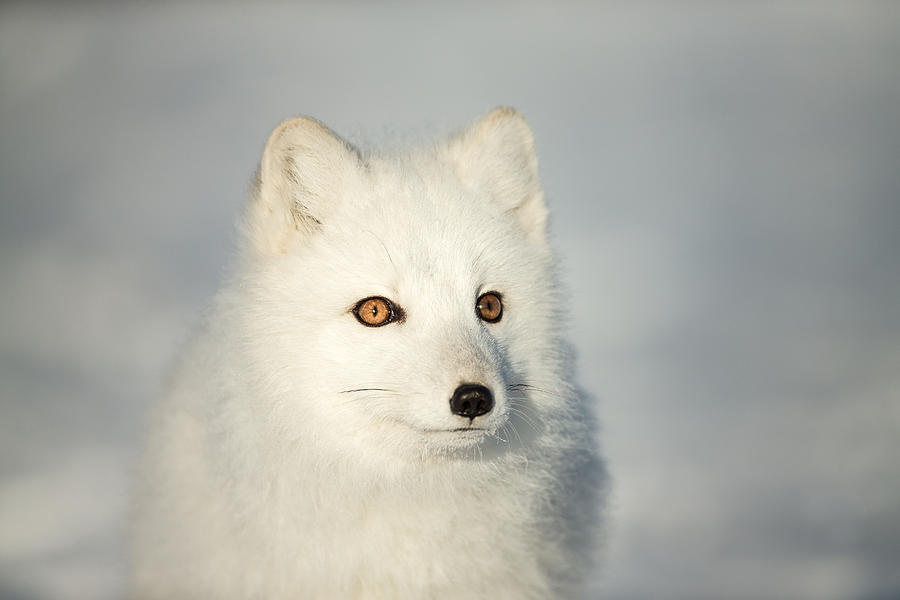 Arctic Fox Portrait Photograph by Nigel Spencer - Fine Art America