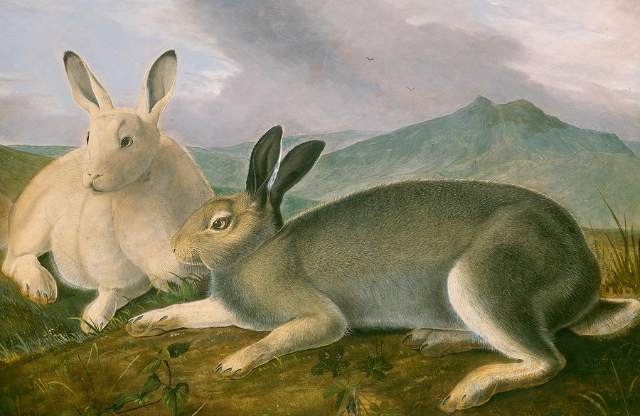 John James Audubon Painting - Arctic Hare by John James Audubon