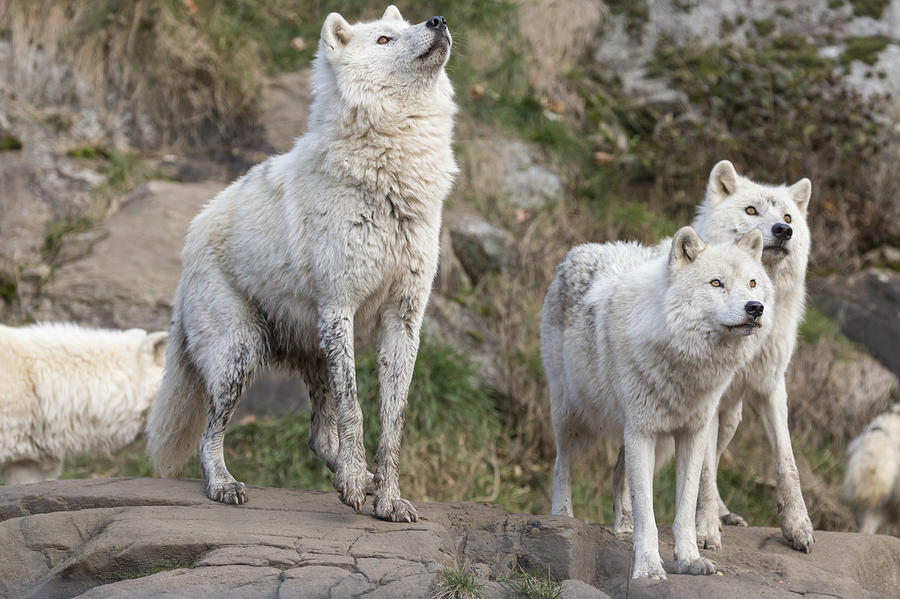 Arctic Wolves #1 Photograph by Josef Pittner