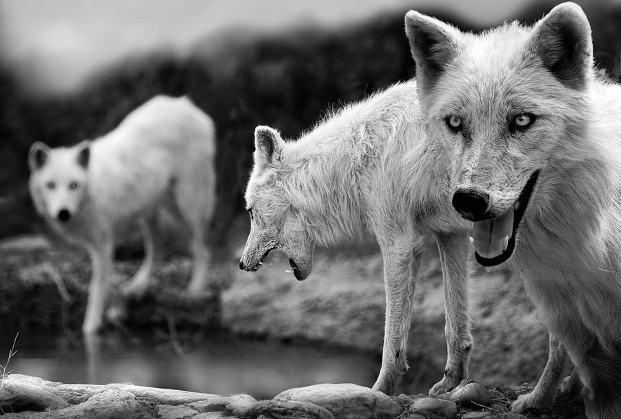 Wolves Photograph - Arctic Wolves #1 by Mal Bray