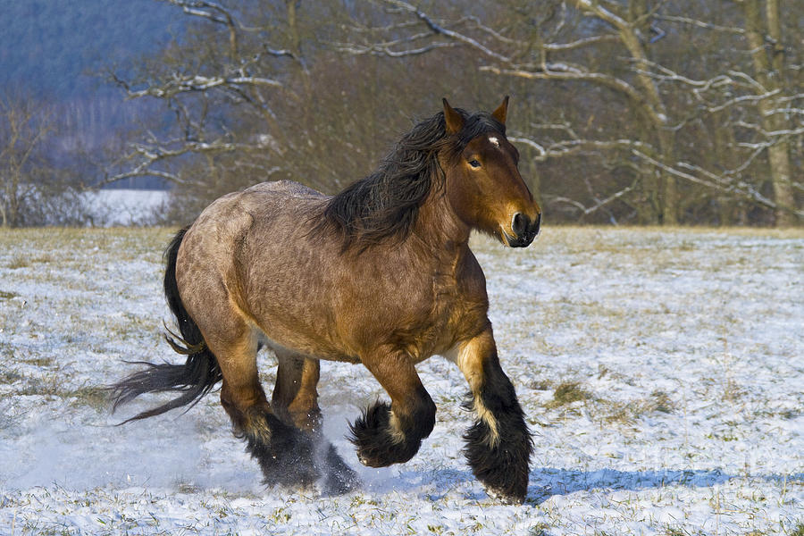 Horse Photograph - Ardennais Draft Horse #1 by Jean-Louis Klein & Marie-Luce Hubert