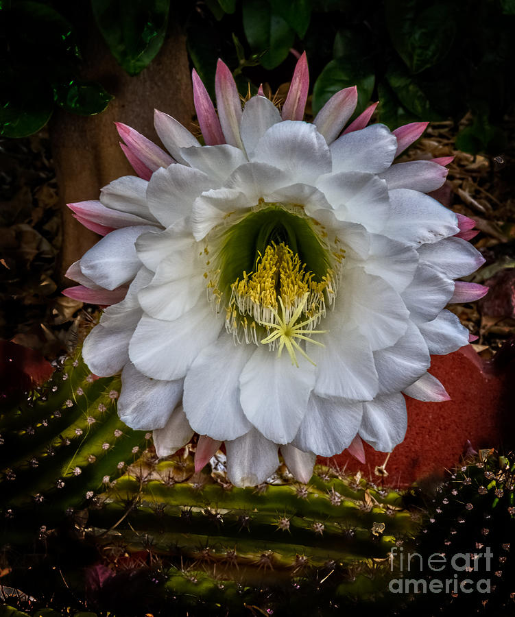 Flower Photograph - Argentine Giant #2 by Robert Bales