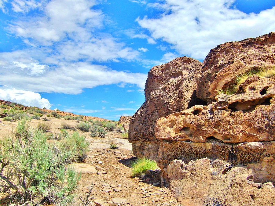 Arid Beauty Photograph by Marilyn Diaz - Fine Art America