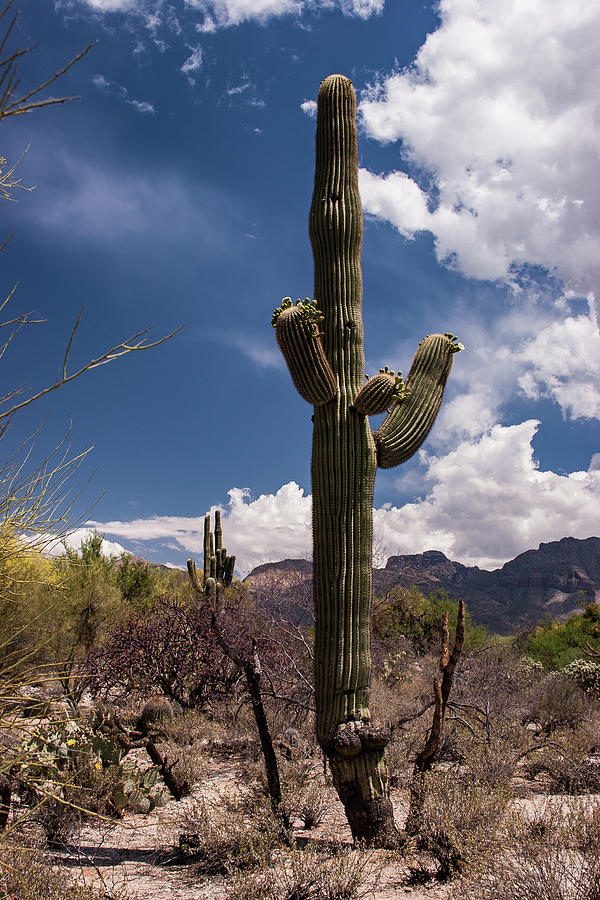 Arizona Cactus #2 Photograph by David Palmer