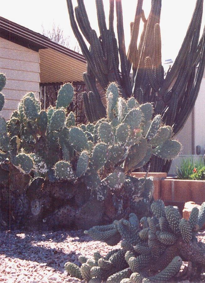 Arizona Cactus #1 Photograph by Lila Mattison