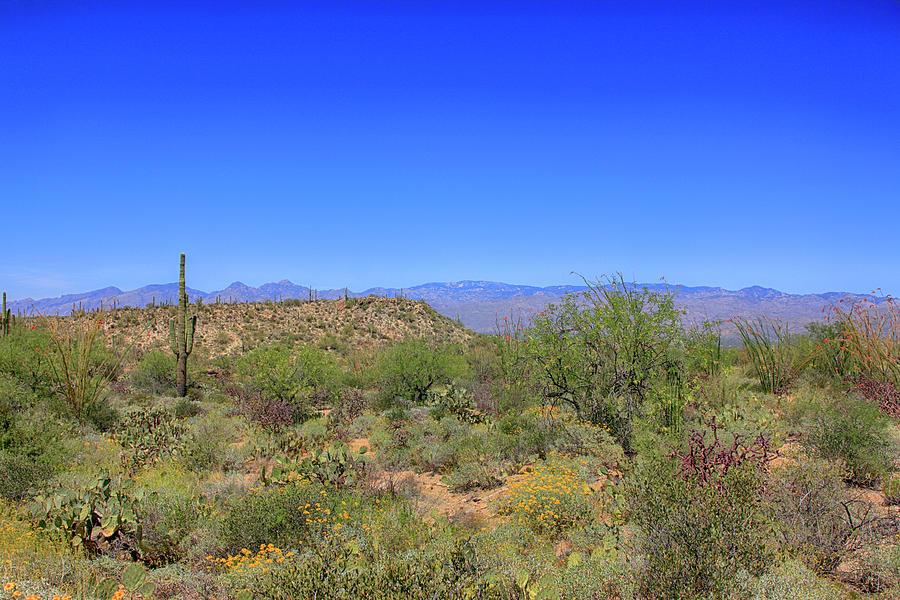 Arizona Desert #1 Photograph by Chris Smith