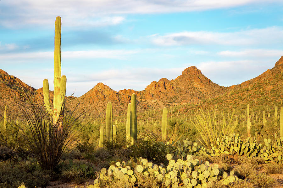 Arizona Desert Photograph by Jon Manjeot - Fine Art America