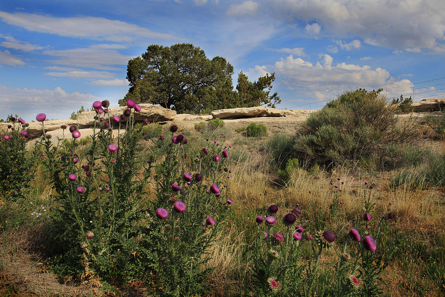Arizona Desert #1 Photograph by Joseph G Holland