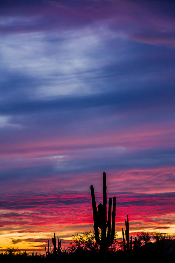 Arizona Desert Sunset Photograph by Susan Westervelt - Pixels