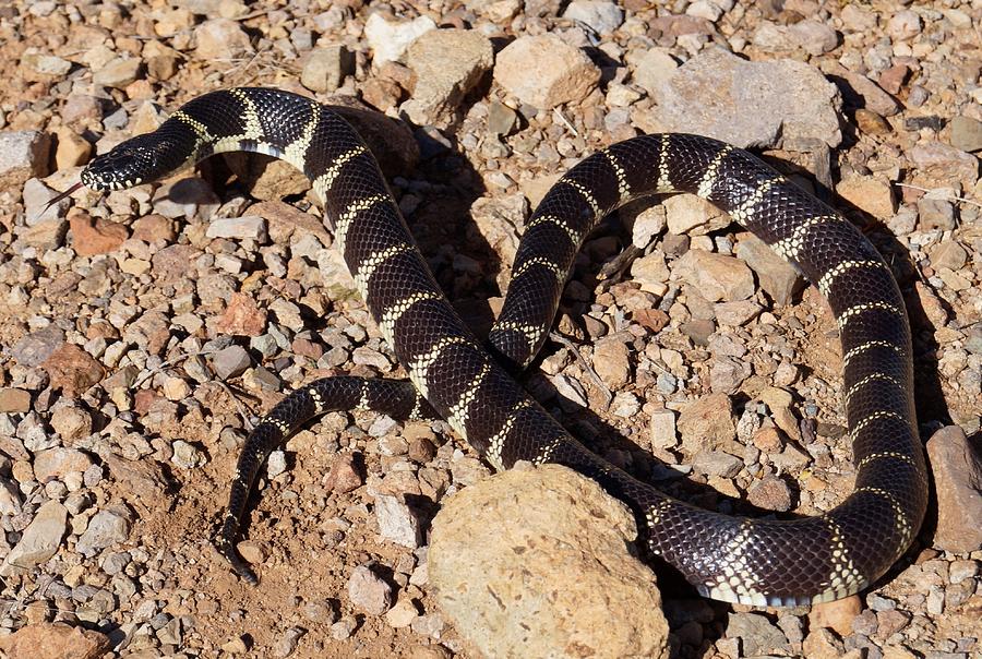 Arizona King Snake #1 Photograph by Dennis Boyd