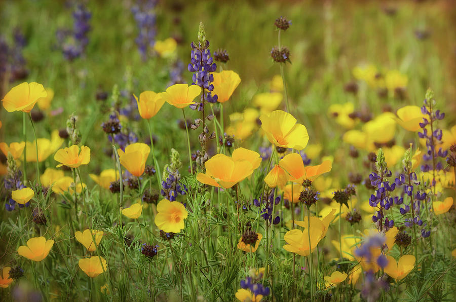 Arizona Wildflowers  #1 Photograph by Saija Lehtonen