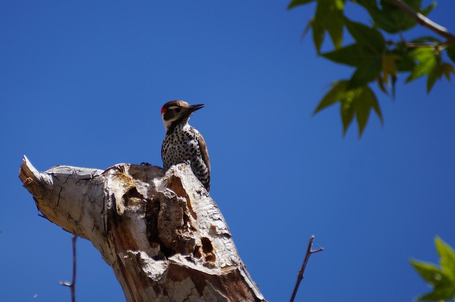 Arizona Woodpecker #1 Photograph by Dennis Boyd