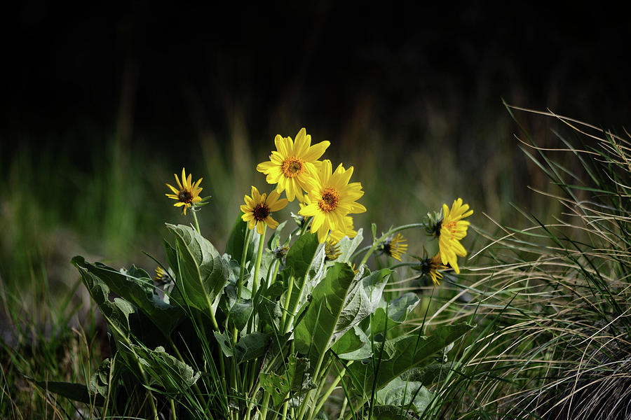 Arrowleaf Balsamroot #2 Photograph by Whispering Peaks Photography