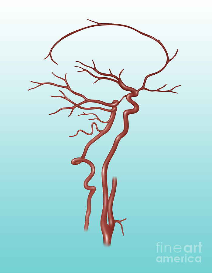 Arteries Found In The Head, Illustration #1 Photograph by Gwen Shockey