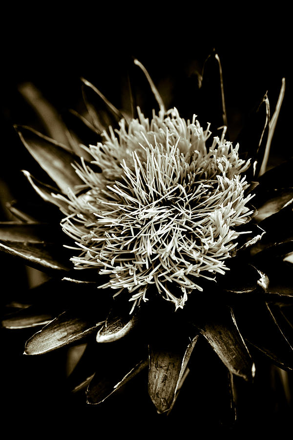 Artichoke Flower Photograph