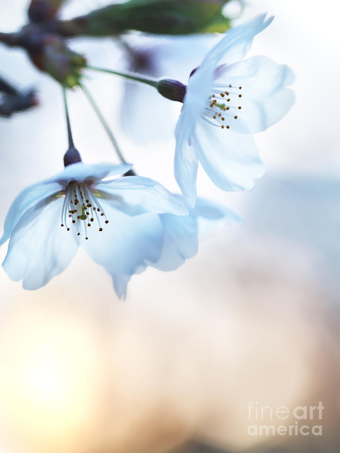 Artistic closeup of cherry blossom #1 Photograph by Maxim Images Exquisite Prints