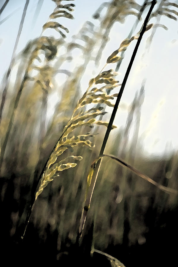 Artistic Grass - PLA377 Photograph by Gordon Sarti