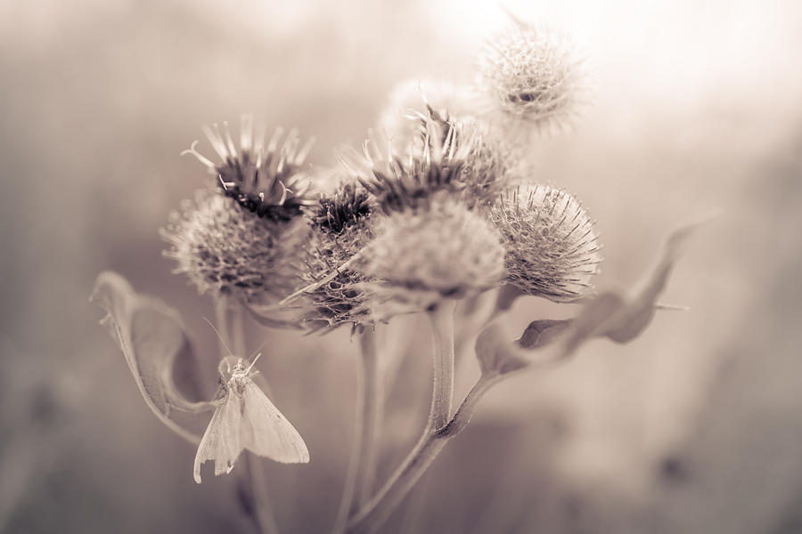 Artistic monochrome photo of a wildflower. Photograph by Attila Gimesi ...