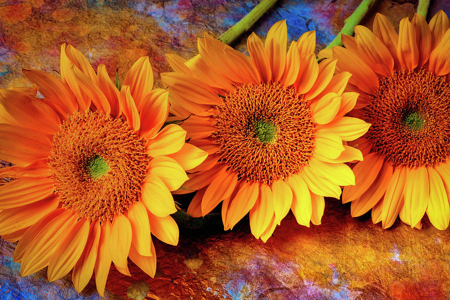 Artistic Sunflowers #1 Photograph by Garry Gay