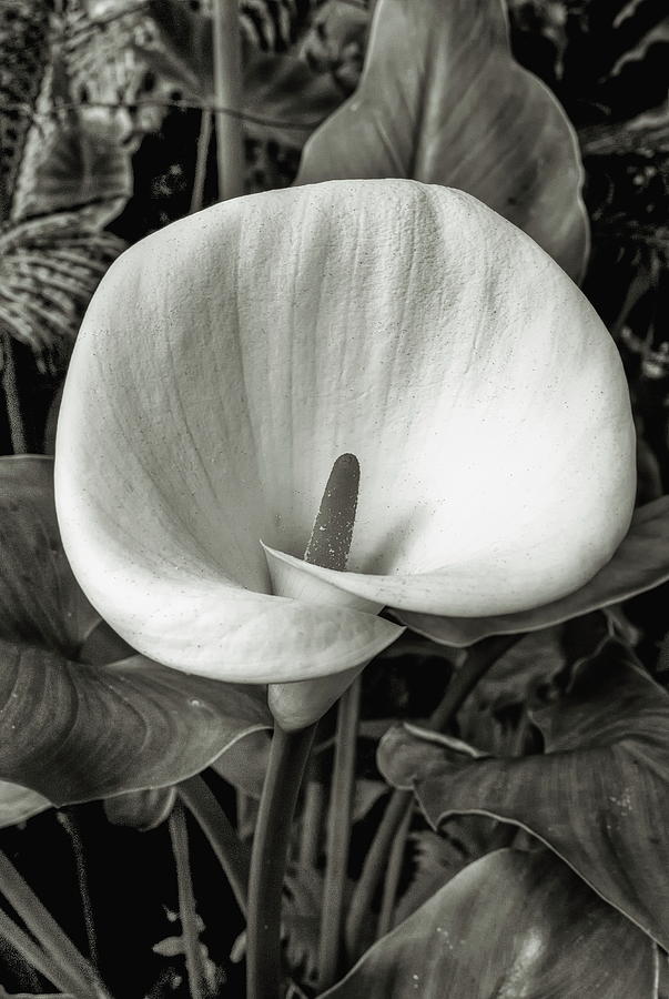 Arum Lily Monochrome #1 Photograph by Jeff Townsend