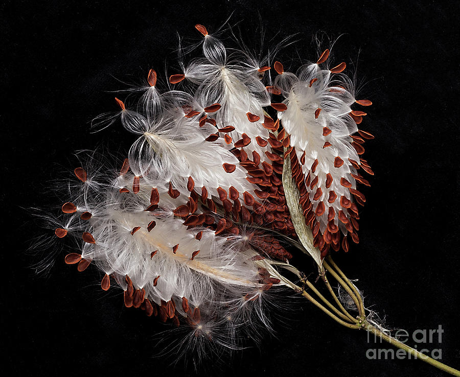 Asclepias currasavica--seed pod #2 Photograph by Ann Jacobson