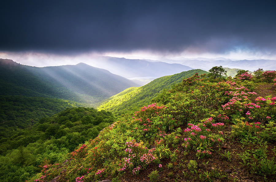  Asheville NC Blue Ridge Parkway Spring Flowers North Carolina #1 Photograph by Dave Allen