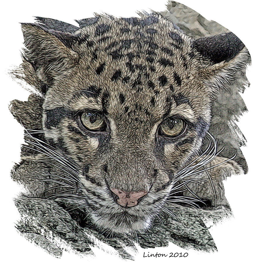 Asian Cloud Leopard #1 Digital Art by Larry Linton