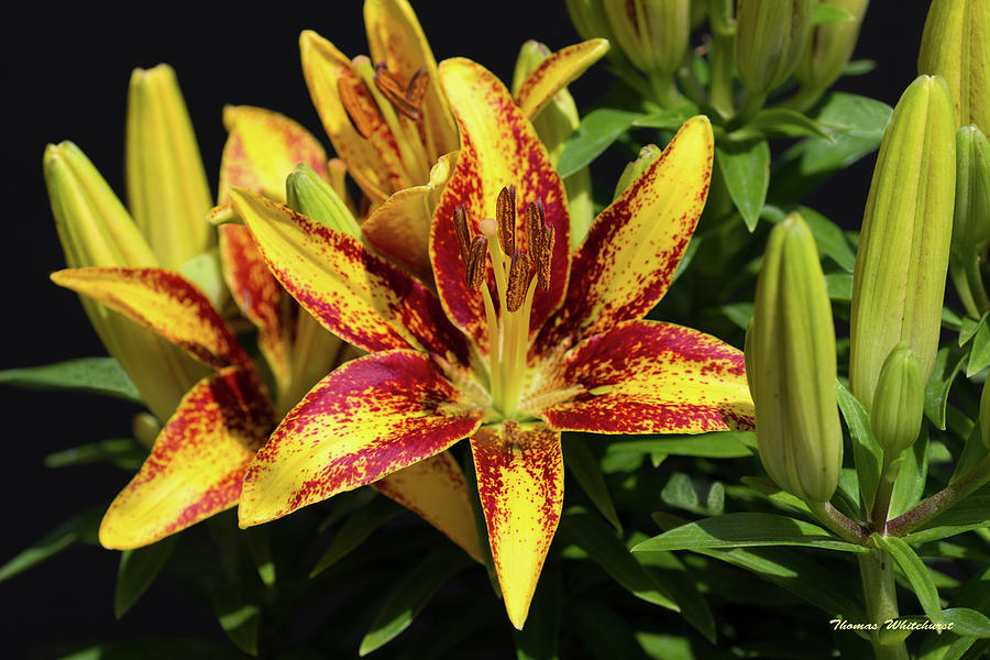 Asian Lily #2 Photograph by Thomas Whitehurst