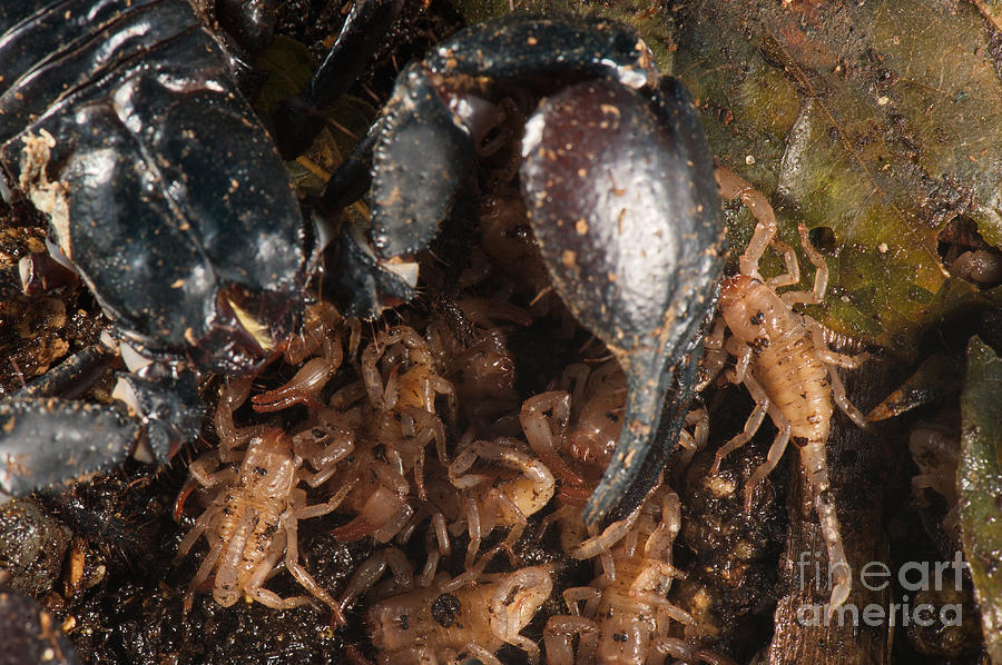 Asian Scorpion With Young #1 Photograph by Francesco Tomasinelli