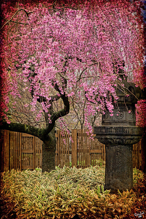 Asian Spring #1 Photograph by Chris Lord